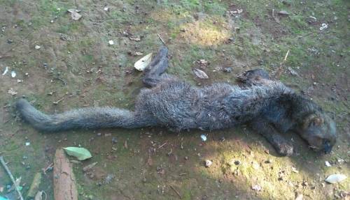 Gato-Mourisco foi encontrado por moradores de Lajeado Tigre