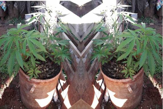 Sementes da planta, celular e munições também foram apreendidos