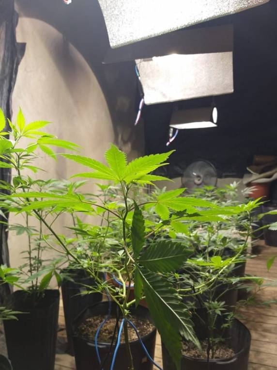 Polícia Militar apreende 150 pés de maconha em Porto Belo - foto 2
