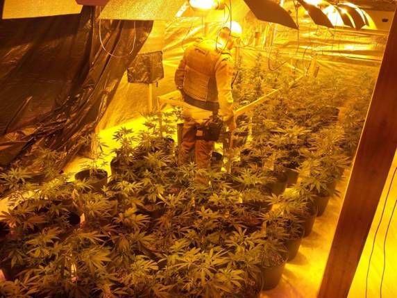 Polícia Militar apreende 150 pés de maconha em Porto Belo - foto 3
