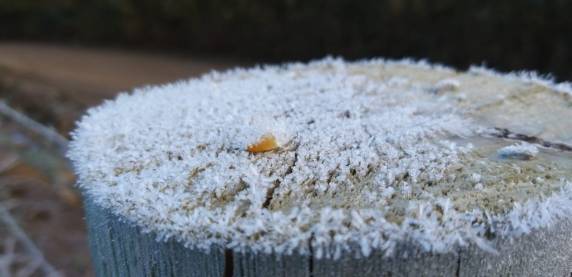 Serra de SC registra geada neste domingo - foto 6