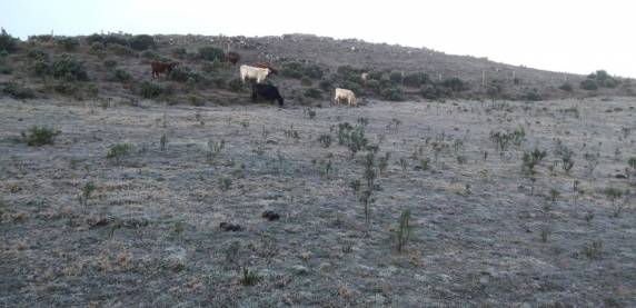 Serra de SC registra geada neste domingo - foto 4