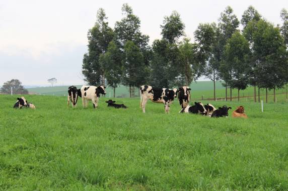 Evento vai destacar materiais forrageiros para alimentação animal