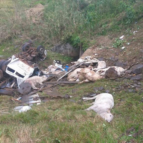 Bovinos das raças canchim e normando estavam em caminhão vindo do Paraná que caiu em barranco na RS-122, entre São Vendelino e Farroupilha, na Serra
