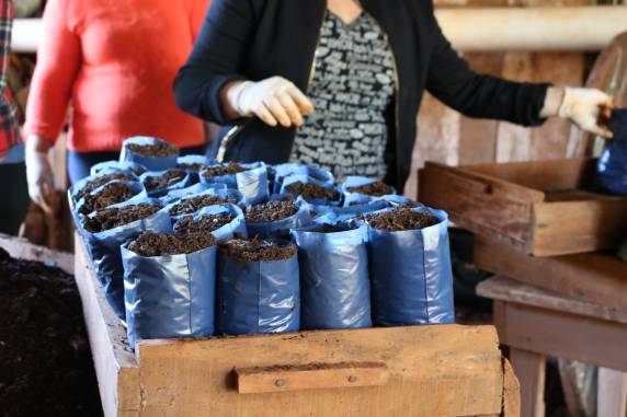 Mutirões estão sendo realizados para a produção de mudas de flores