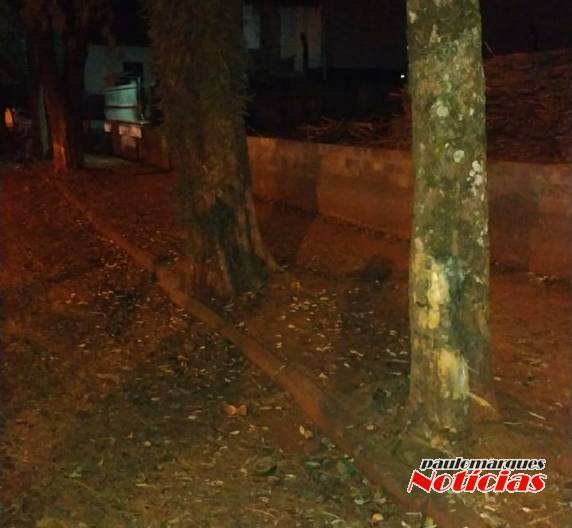 Motorista abandona veículo depois de bater em duas árvores, em Três de Maio - foto 2