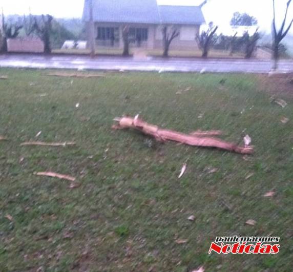 Árvore fica esfacelada por raio que caiu na Comunidade de Manchinha, Três de Maio - foto 3