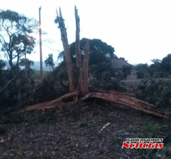 Árvore fica esfacelada por raio que caiu na Comunidade de Manchinha, Três de Maio - foto 5