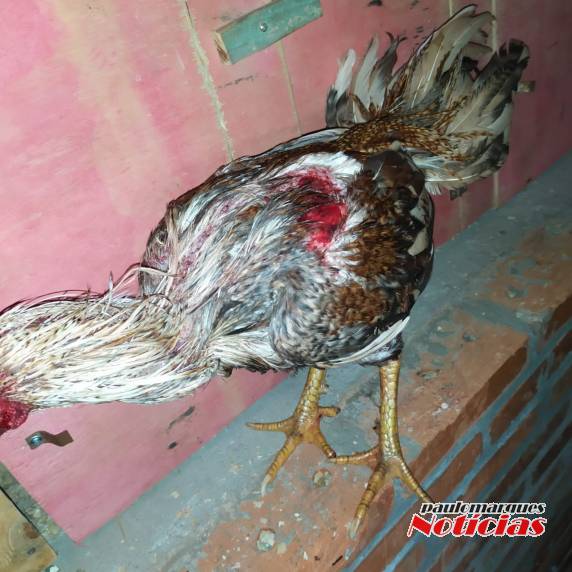 TC foi confeccionado por crime de maus tratos de animais