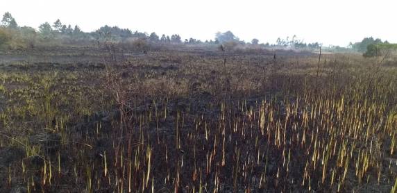 Prefeitura decreta situação de emergência em Palhoça após incêndio no Parque Estadual Serra do Tabuleiro - foto 3