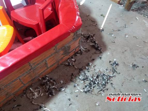 Brigada Militar autua proprietário de rinhadeiro em Entre-Ijuís - foto 6