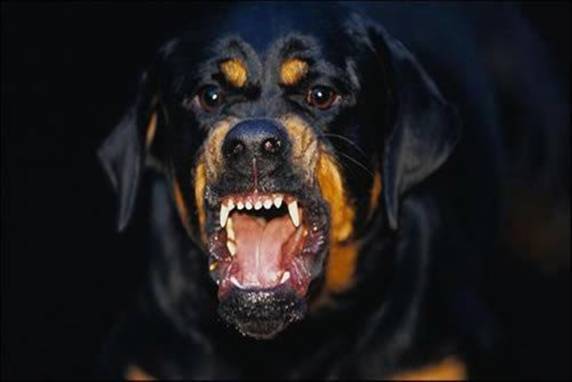 O cão escapou e foi em direção ao interior da residência onde estava a criança