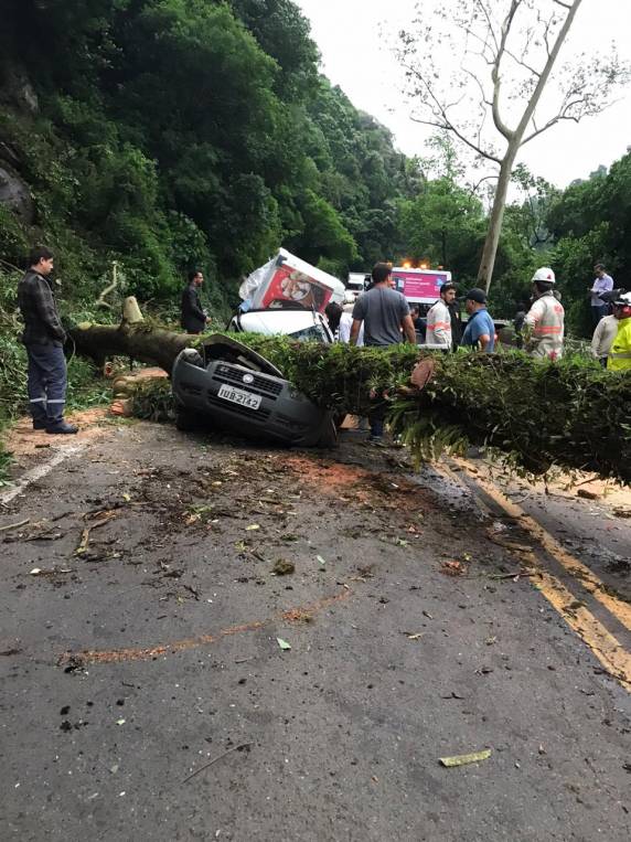 Vítimas de queda de árvore na BR-116, em Caxias, não correm risco de morte - foto 4