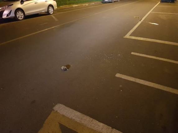 Os dois foram atingidos dentro de carro próximo ao local da festa em Caçador. Mulher dirigiu veículo com o marido e a sobrinha baleados até hospital, mas eles não resistiram
