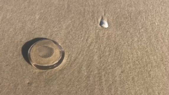 Dados são atualizados diariamente pelo comando da Operação Golfinho, que começou no dia 21 de dezembro. Guarda-vidas receberam garrafas de vinagre para auxiliar pessoas atingidas na beira das praias. Produto alivia a dor