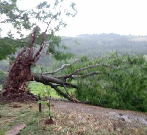 Temporal isolado deixou estragos no interior de Crissiumal