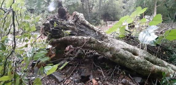 Temporal causa destelhamentos e quedas de postes e árvores em Guarani das Missões - foto 3
