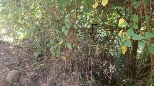 Homem foi encontrado morto no interior de Crissiumal - foto 2