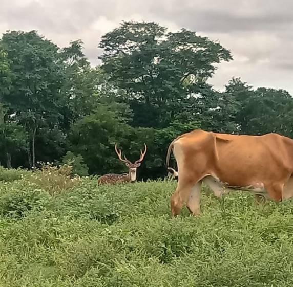 Cervo raro aparece em propriedade em Boa Vista do Buricá - foto 2