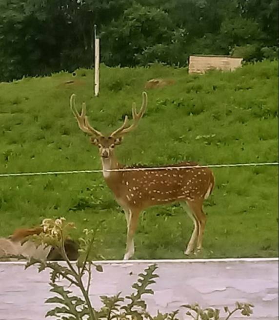 Cervo raro aparece em propriedade em Boa Vista do Buricá - foto 3