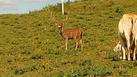 Segundo informações, o IBAMA irá capturar o animal