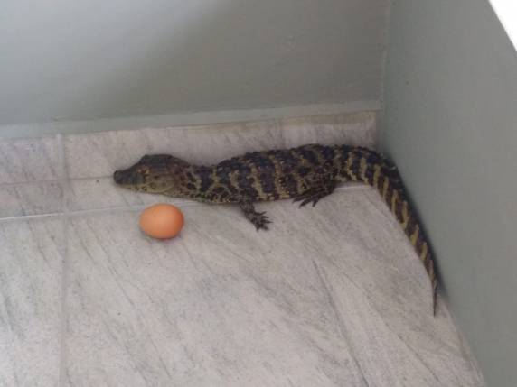 Animal foi resgatado e devolvido à natureza. Ninguém ficou ferido
