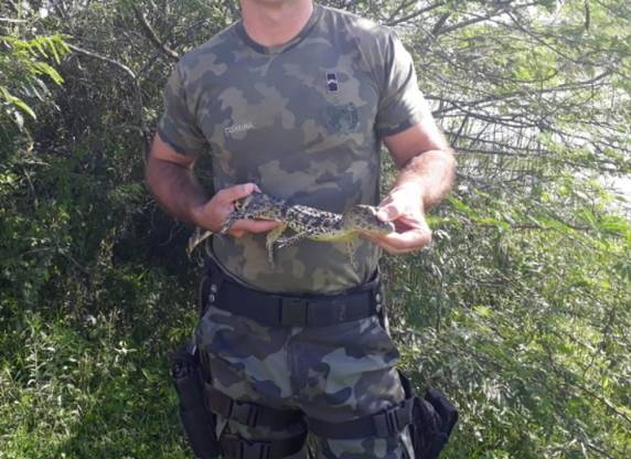 Animal foi resgatado e devolvido à natureza. Ninguém ficou ferido