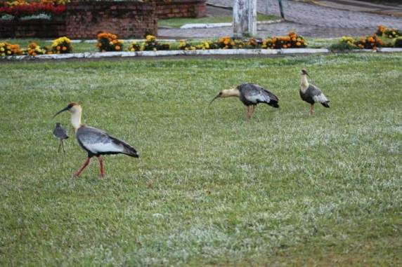 FOTOS: em pleno verão, geada modifica paisagens na Serra catarinense - foto 3