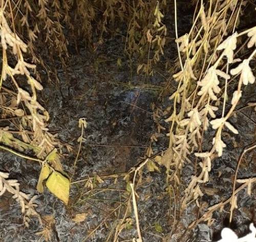Fato ocorreu em Linha Saudades. Proprietário suspeita de incêndio criminoso