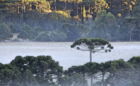 Serra catarinense tem amanhecer com geada neste domingo - foto 2