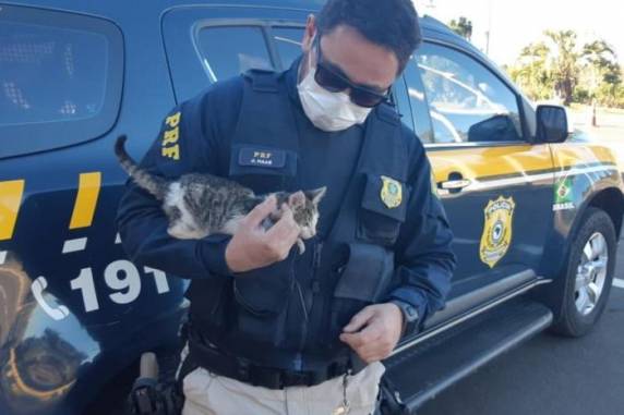 Animal tem cerca de um mês de vida, estima agente da PRF