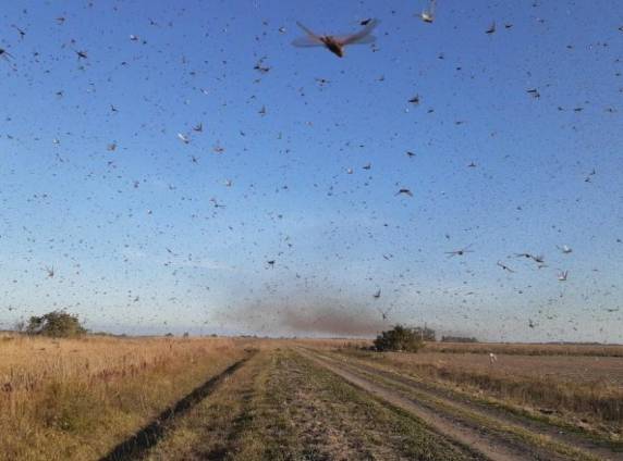 Entidades foram alertadas para aderirem a medidas de controle e orientarem agricultores, caso a praga ingresse no Brasil