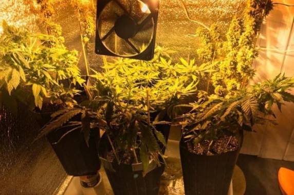 Homem de 42 anos, preso nesta quarta-feira, tinha instalado até câmera para acompanhar crescimento das plantas