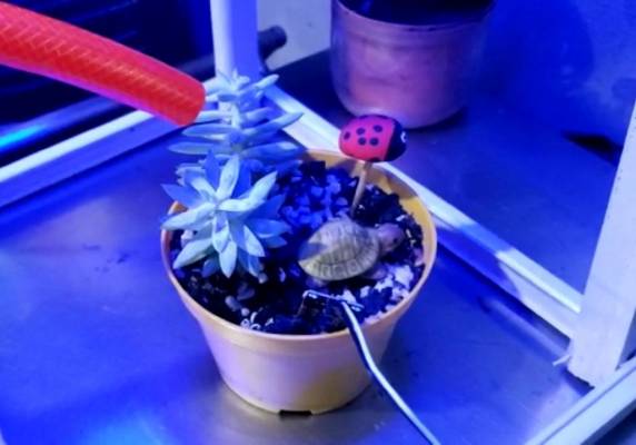 No curso Técnico de Informática, os estudantes do terceiro semestre apresentaram um protótipo  voltado a irrigação e iluminação de flores resultando em uma maior qualidade de produção