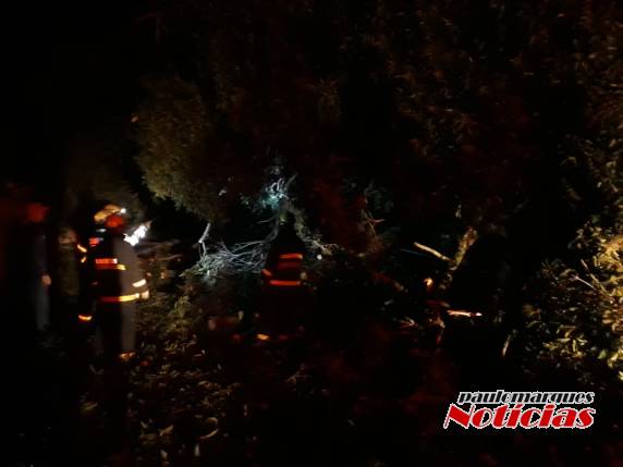 Árvores caem provocam estragos e obstrui estrada em Flor de Maio, interior de Três de Maio - foto 3