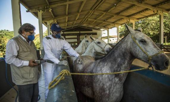 Plasmas dos equinos apresentaram resultados neutralizantes de 20 a 100 vezes mais potentes do que os de pessoas que tiveram a doença e estão convalescentes