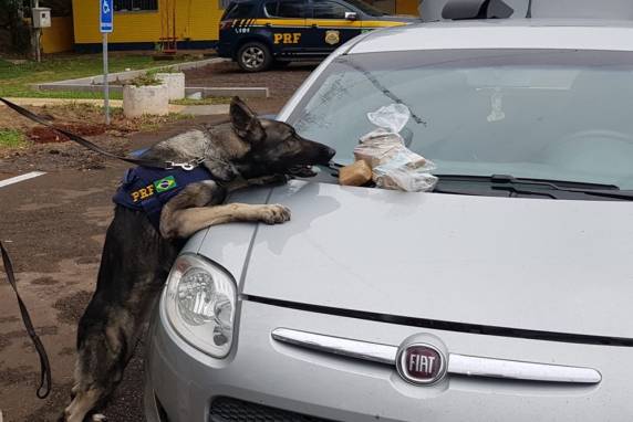 Com o apoio dos cães farejadores, os policiais localizaram um fundo falso no painel e, dentro dele, 200 gramas de maconha e 29 mil reais