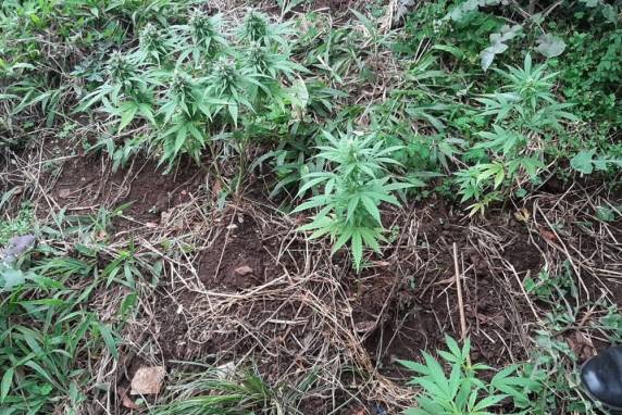 Um homem, que mora em uma casa vizinha ao local, foi detido suspeito de cultivar as plantas e traficar a droga