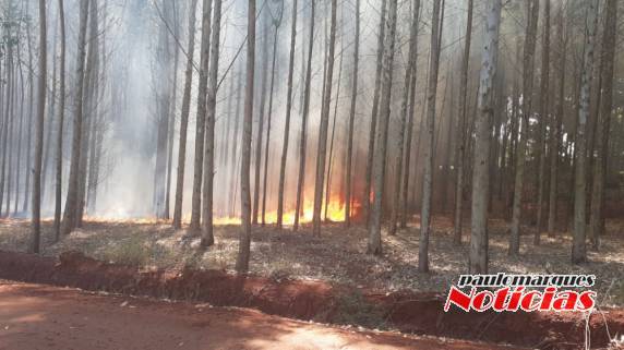Bombeiros combatem incêndio em vegetação no interior de Três de Maio - foto 3