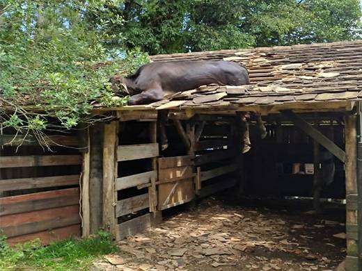 Rancho fica em nível mais baixo do que a rua, o que possibilitou acesso do animal. Bovino foi sedado para resgate e teve ferimentos nas patas