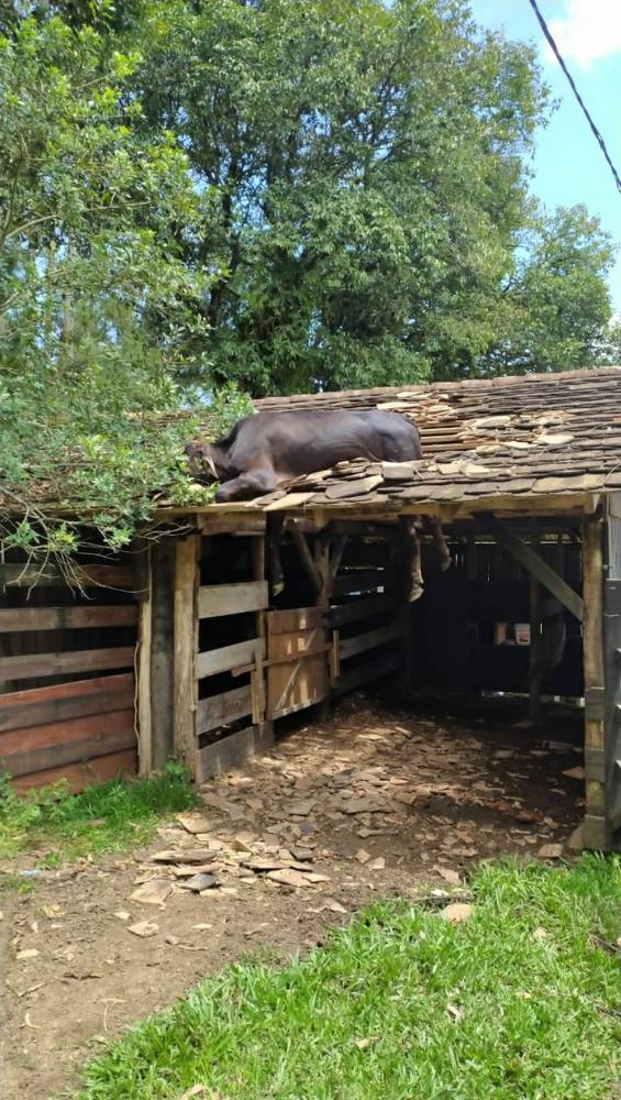 Rancho fica em nível mais baixo do que a rua, o que possibilitou acesso do animal. Bovino foi sedado para resgate e teve ferimentos nas patas