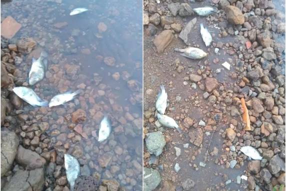 Informações de que o peixe Cará é a espécie que está morrendo