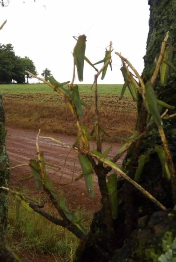 Gafanhotos aparecem em lavoura no noroeste do Estado - foto 3