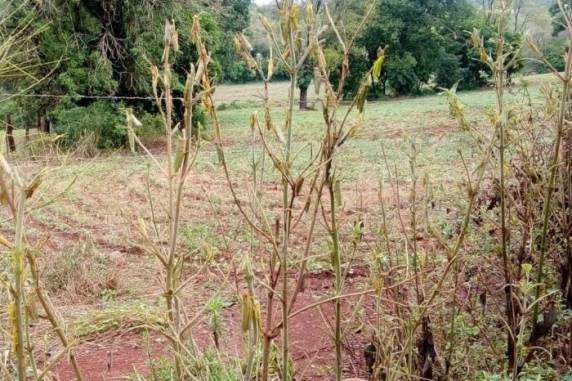 Técnicos da Secretaria da Agricultura foram acionados e hipótese, por enquanto, é de que seja uma infestação local