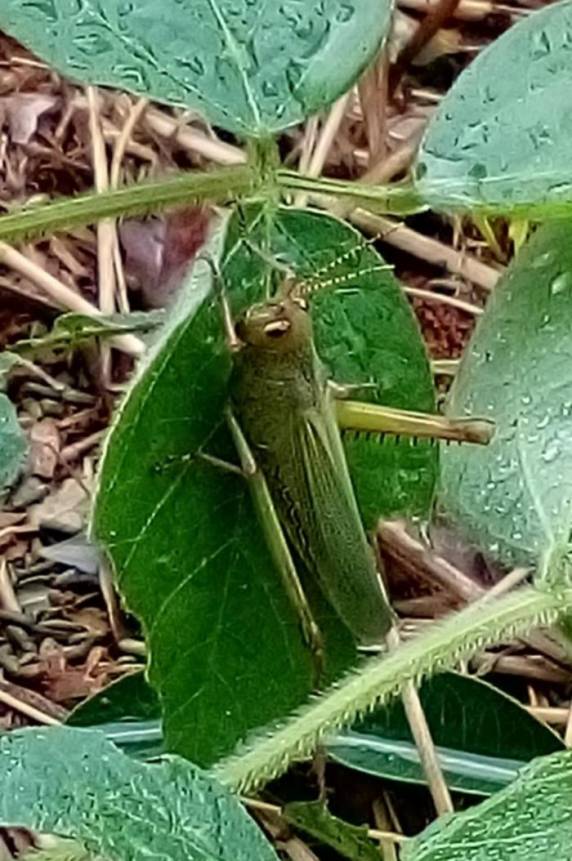 Gafanhotos aparecem em lavoura no noroeste do Estado - foto 2