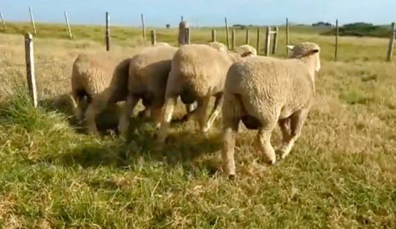 Ao mesmo tempo, veneno proibido tem sido usado para combater cães que atacam as ovelhas. Especialistas alertam para os riscos