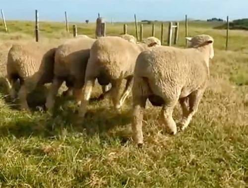 Ao mesmo tempo, veneno proibido tem sido usado para combater cães que atacam as ovelhas. Especialistas alertam para os riscos