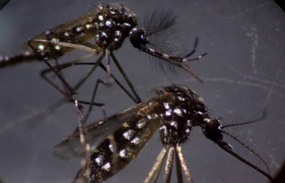 De janeiro a novembro Brasil teve 971.136 casos prováveis de dengue