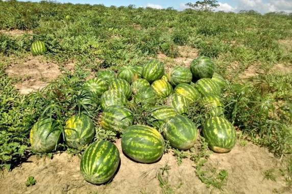 Pico da colheita de melancia e de melão ocorre nos meses de dezembro e janeiro
