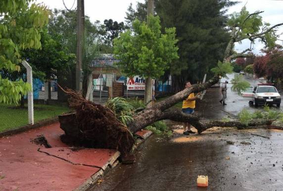 Na Rua Tenente Jung, em frente a antiga sede da revenda Brahma, o vento derrubou uma árvore